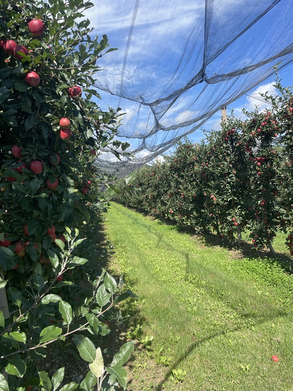 Frutta e ortaggi: una stagione positiva per le cooperative agricole piemontesi