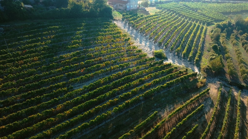Instabilità comparto vitivinicolo: servono risposte tempestive per il futuro del settore